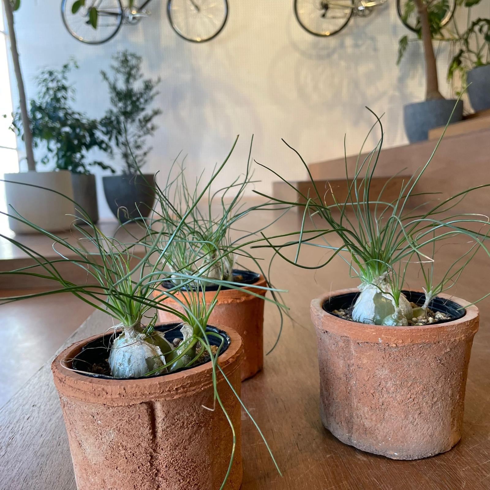 Albuca humilis アルブカ フミリス – THE PLANT SOCIETY TOKYO