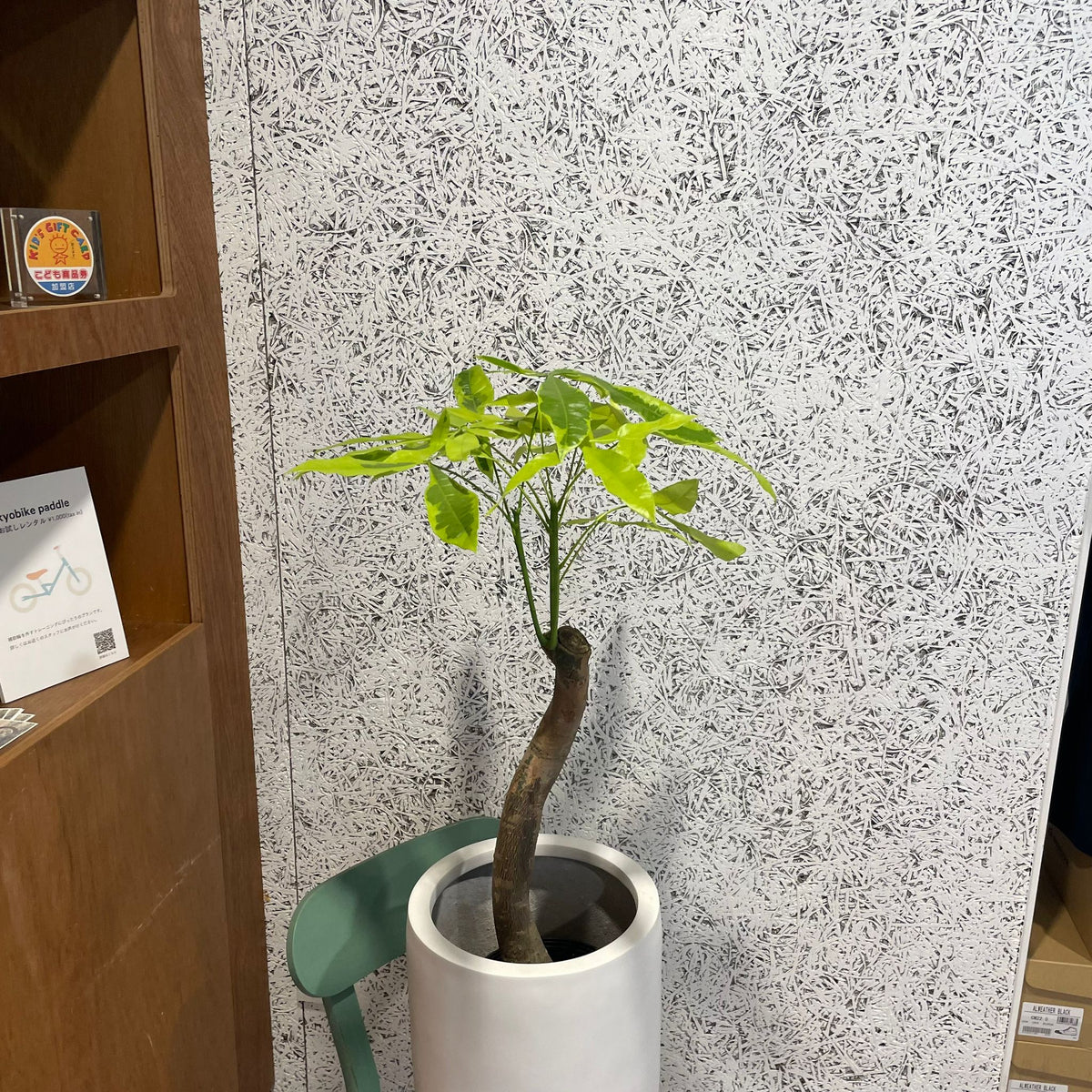 パキラ ムーンライト I インドアプランツ I プラントソサエティトーキョー – THE PLANT SOCIETY TOKYO