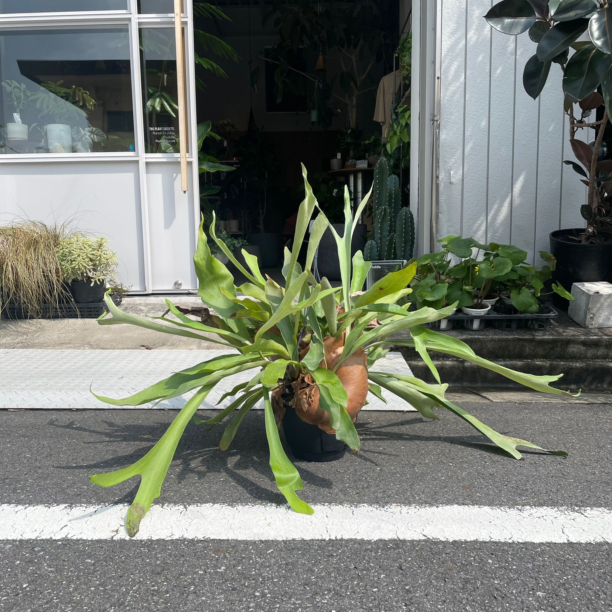 ビカクシダ(コウモリラン) ハンギング I インドアプラント I プラントソサエティトーキョーフラッグシップ – THE PLANT SOCIETY  TOKYO