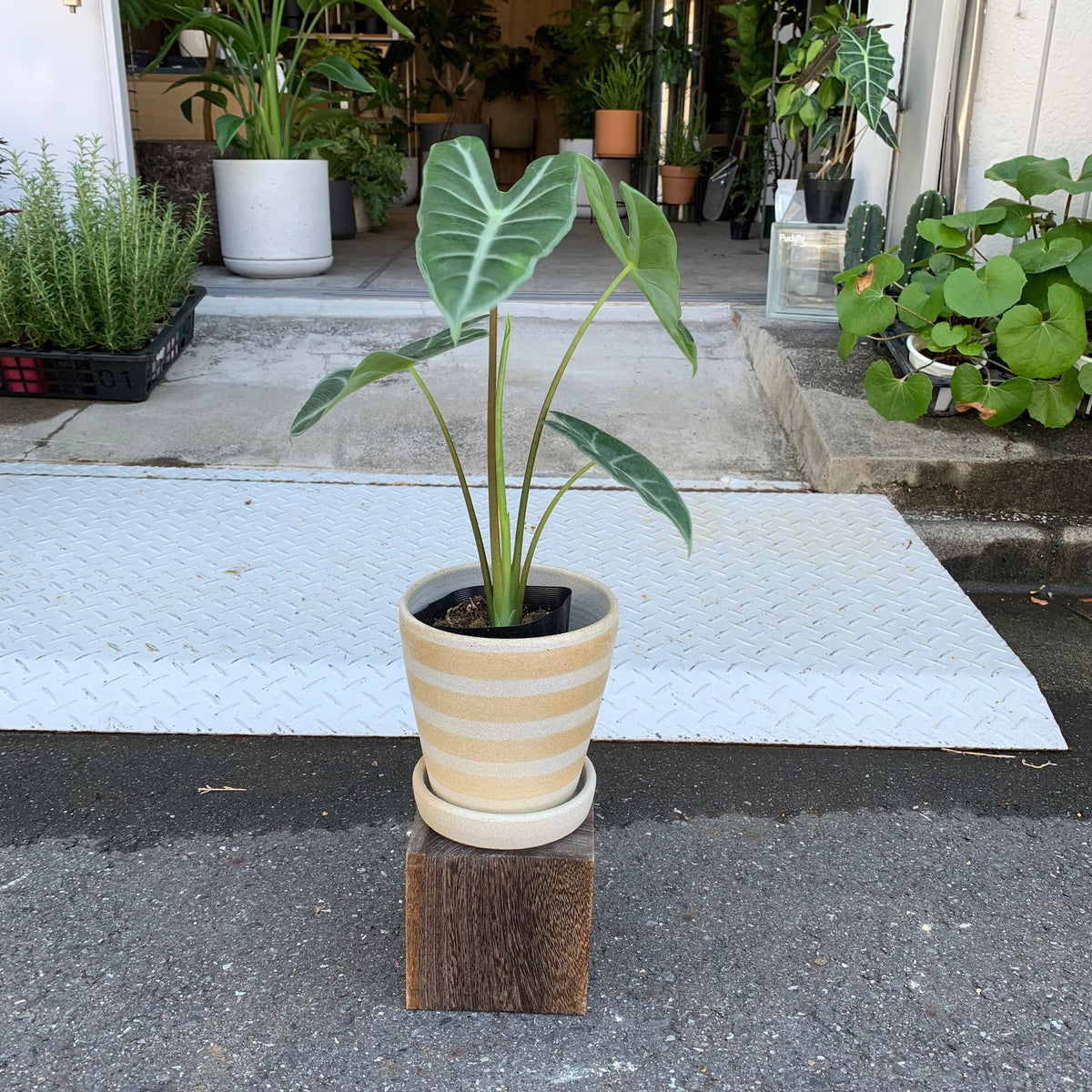 Alocasia 'Longiloba' アロカシア ロンギローバ