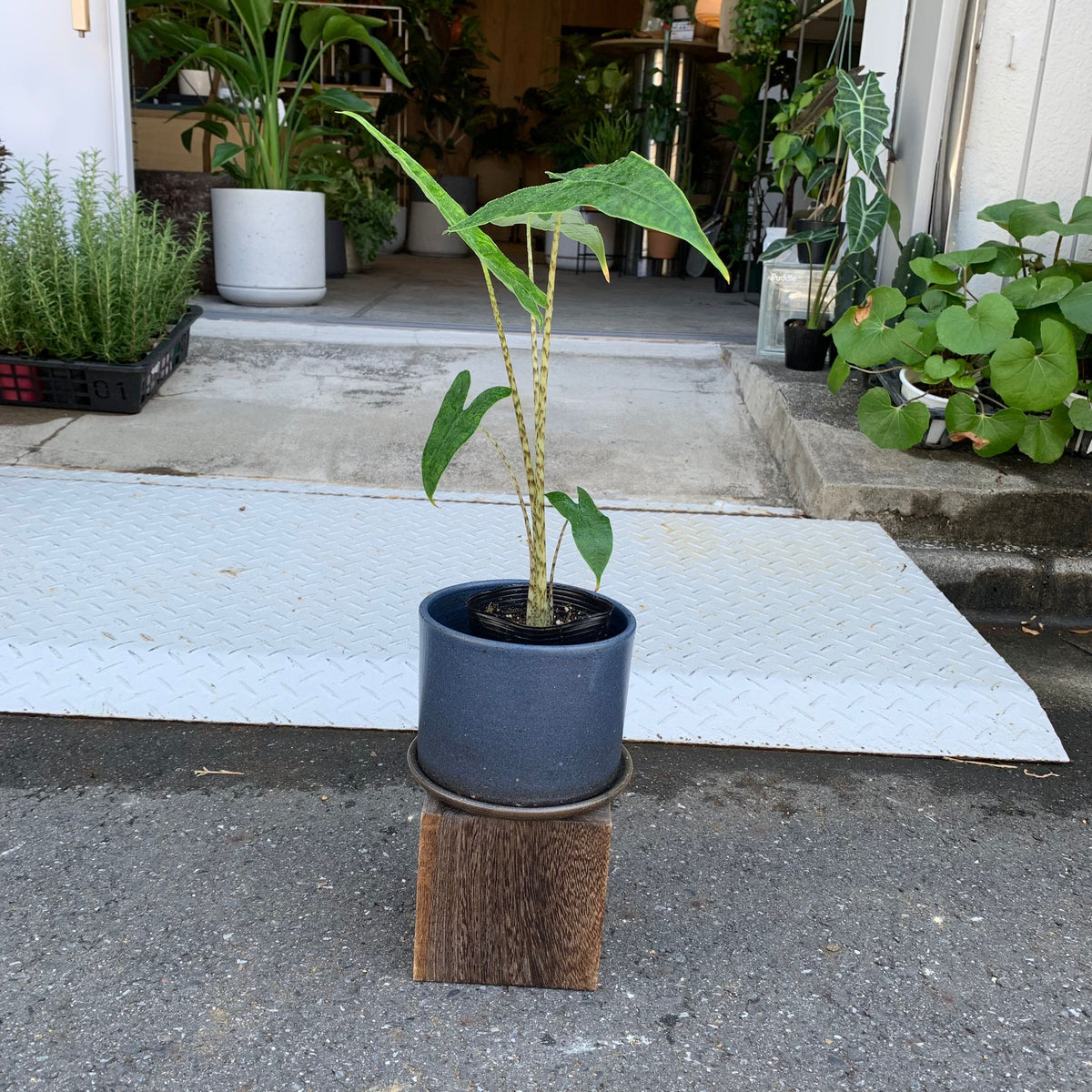 アロカシア ゼブリナ I インドアプランツ I プラントソサエティトーキョー – THE PLANT SOCIETY TOKYO