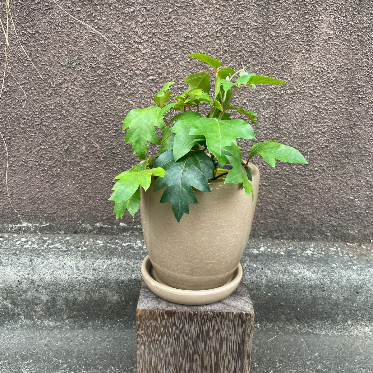 シッサス・エレンダニカ I インドアプランツ I プラントソサエティトーキョーオンライン – THE PLANT SOCIETY TOKYO