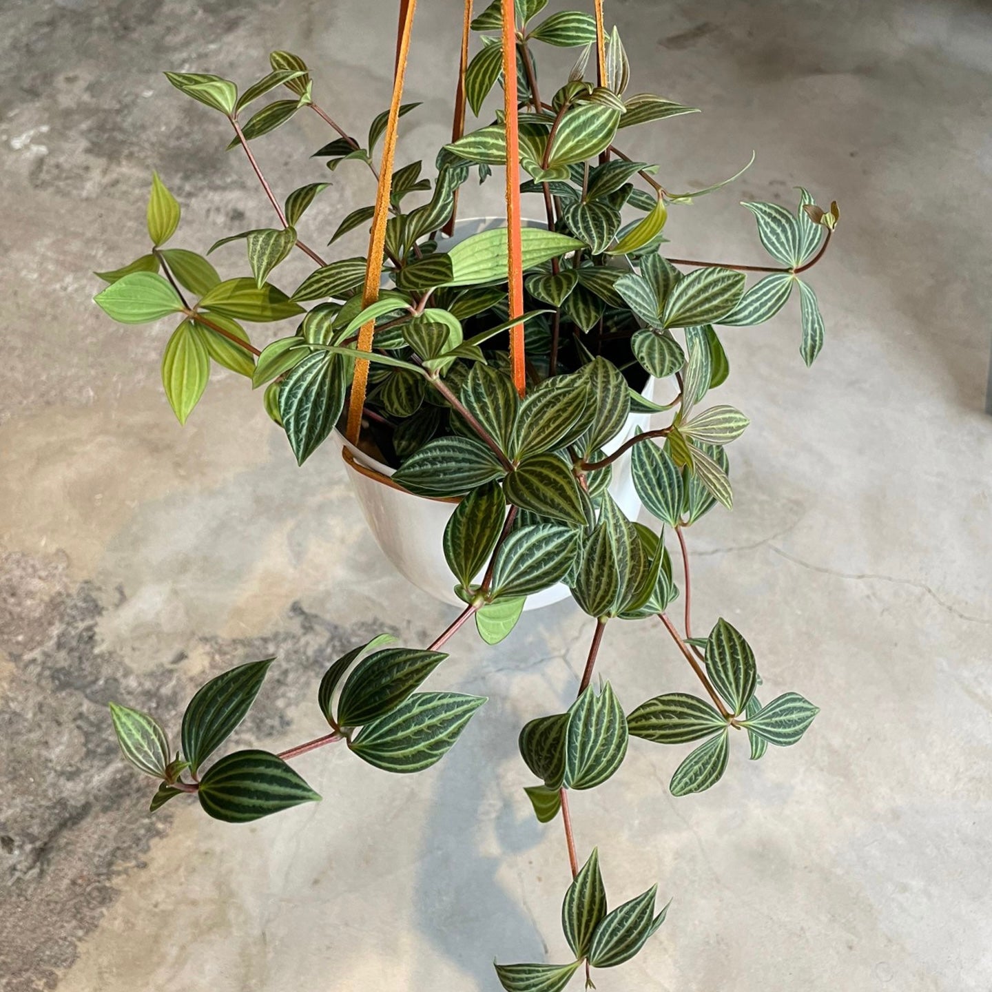 Peperomia pteolata ペペロミア プテオラータ