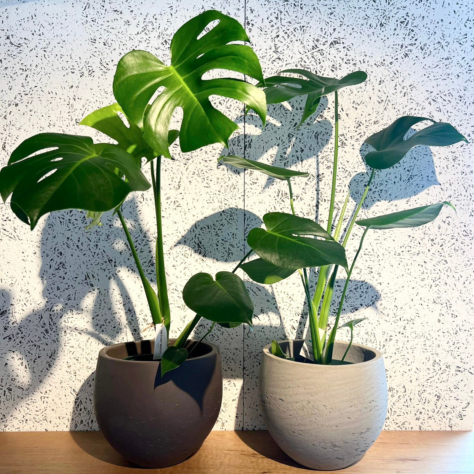 フルーツサラダプラント［モンステラ］ I インドアプランツ I プラントソサエティトーキョーオンライン – THE PLANT SOCIETY  TOKYO