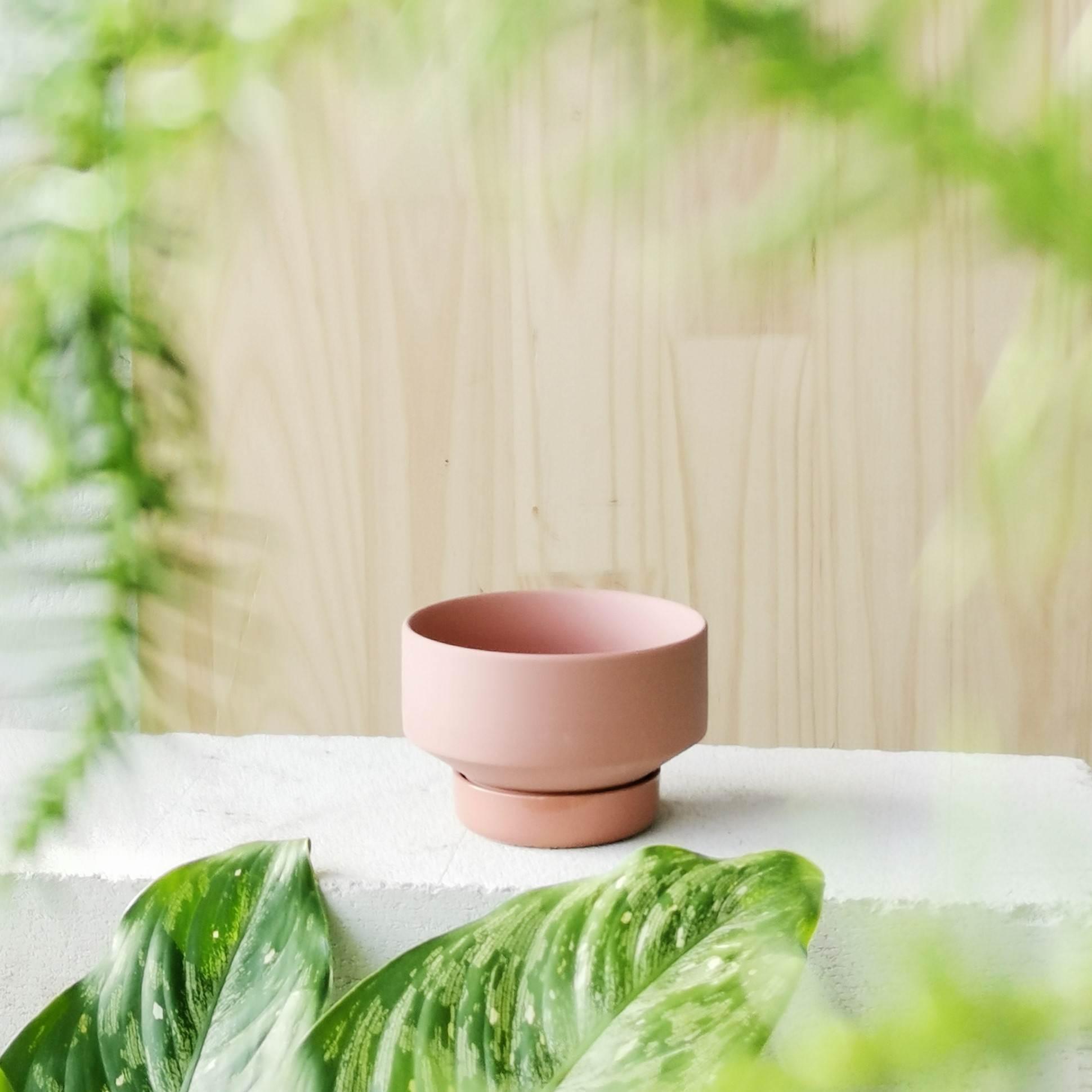 Ochre Collectors Gro Pot by Angus & Celeste - THE PLANT SOCIETY