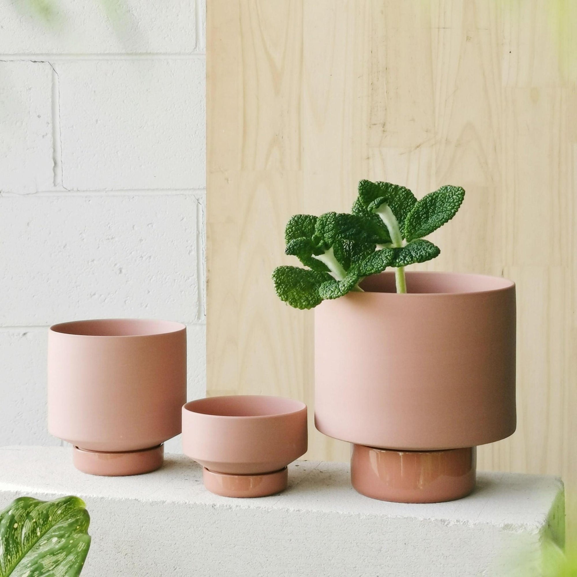 Ochre Collectors Gro Pot by Angus & Celeste - THE PLANT SOCIETY