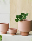 Ochre Collectors Gro Pot by Angus & Celeste - THE PLANT SOCIETY