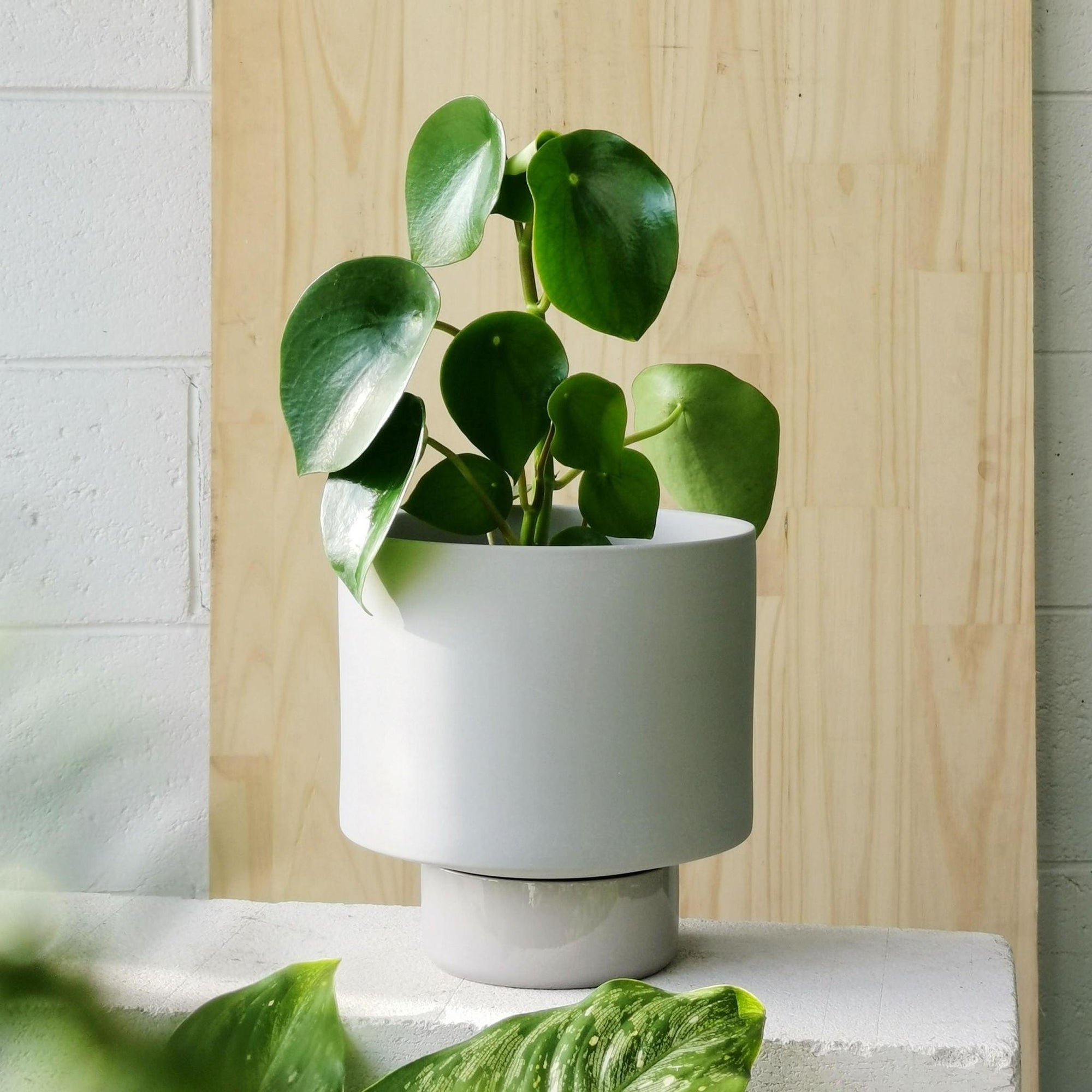 Grey Collectors Gro Pot by Angus & Celeste - THE PLANT SOCIETY