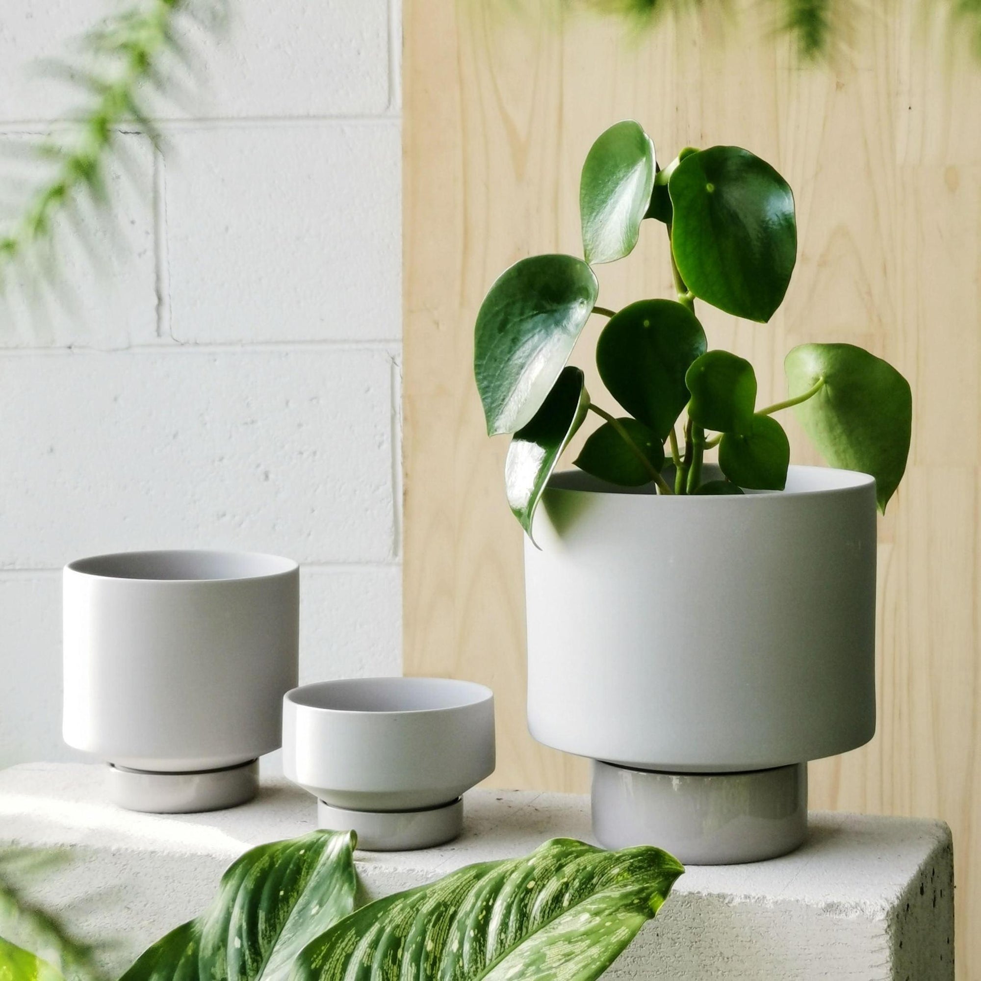 Grey Collectors Gro Pot by Angus & Celeste - THE PLANT SOCIETY