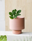 Ochre Collectors Gro Pot by Angus & Celeste - THE PLANT SOCIETY