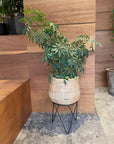 Coogee Plant Stand アイアンプランタースタンド