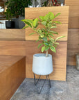 Coogee Plant Stand アイアンプランタースタンド