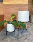 Coogee Plant Stand アイアンプランタースタンド