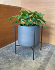 Coogee Plant Stand アイアンプランタースタンド