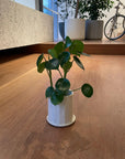 Coin Leaf Peperomia コインリーフぺペロミア