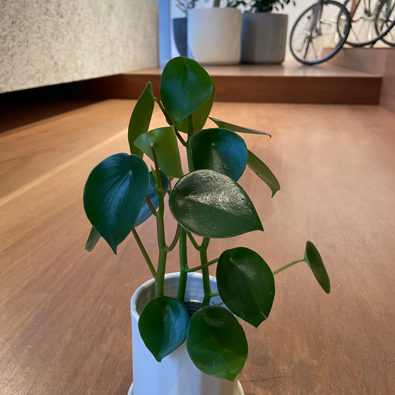 Coin Leaf Peperomia コインリーフぺペロミア