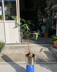 Kurrajong ボトルツリー (ブラキキトン) ポプルネウス