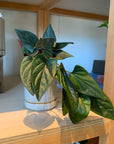 Syngonium podophyllum ・Chocolate　シンゴニウム･チョコレート