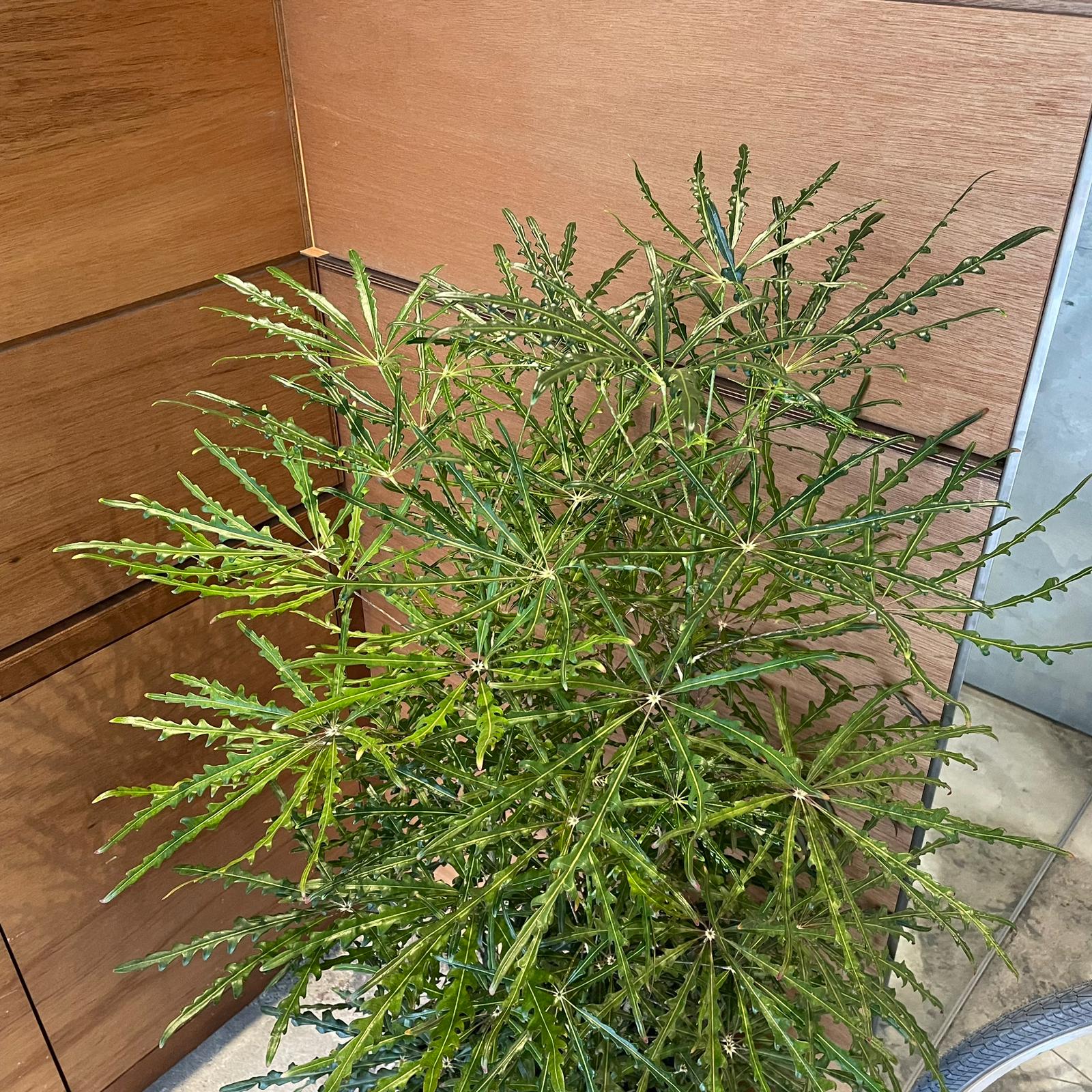 Schefflera elegantissima アラレヤ