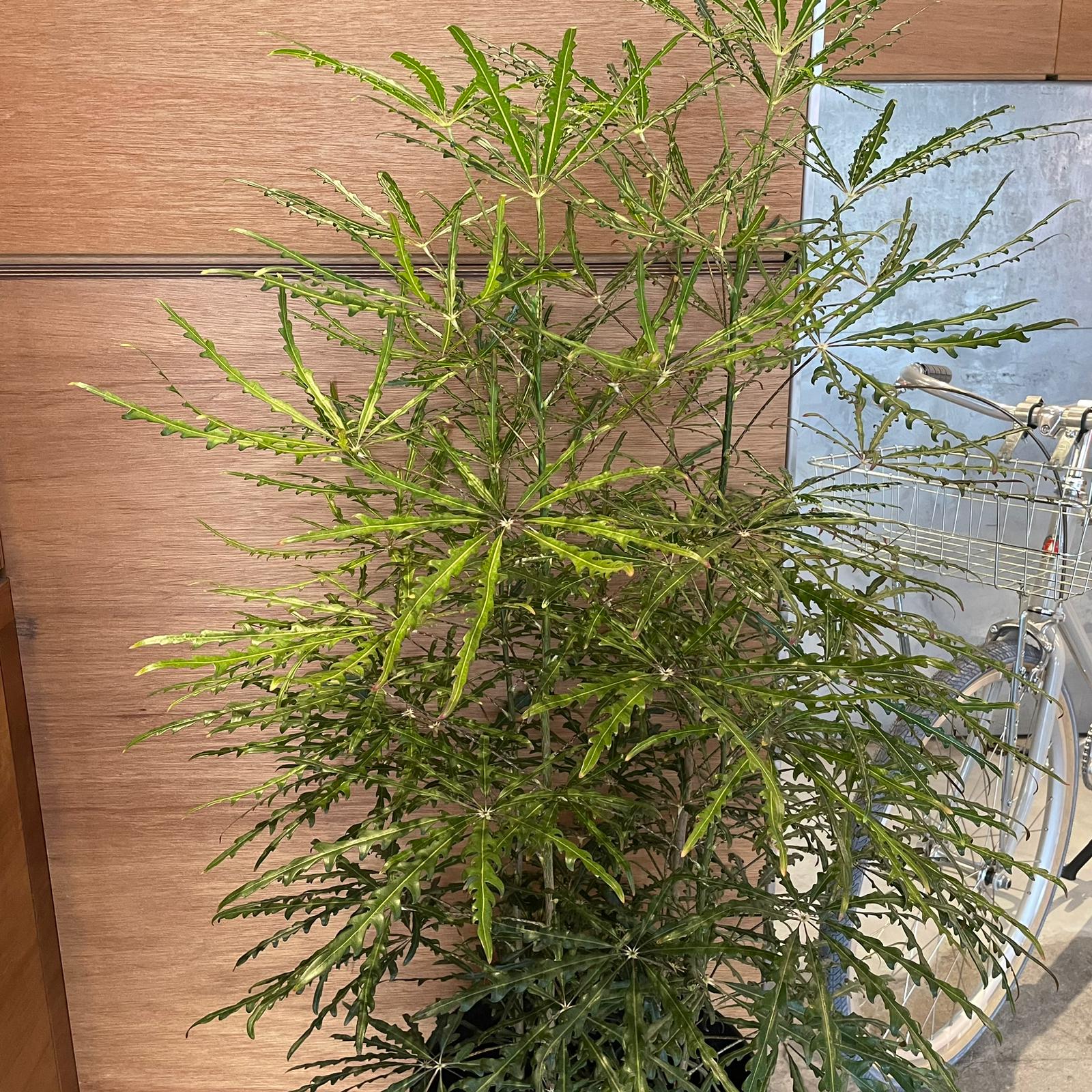 Schefflera elegantissima アラレヤ