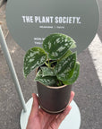 Satin Pothos スキンダプタス アルギラウス