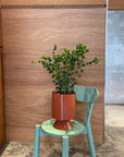 Ficus benjamina barok フィカス ベンジャミン バロック