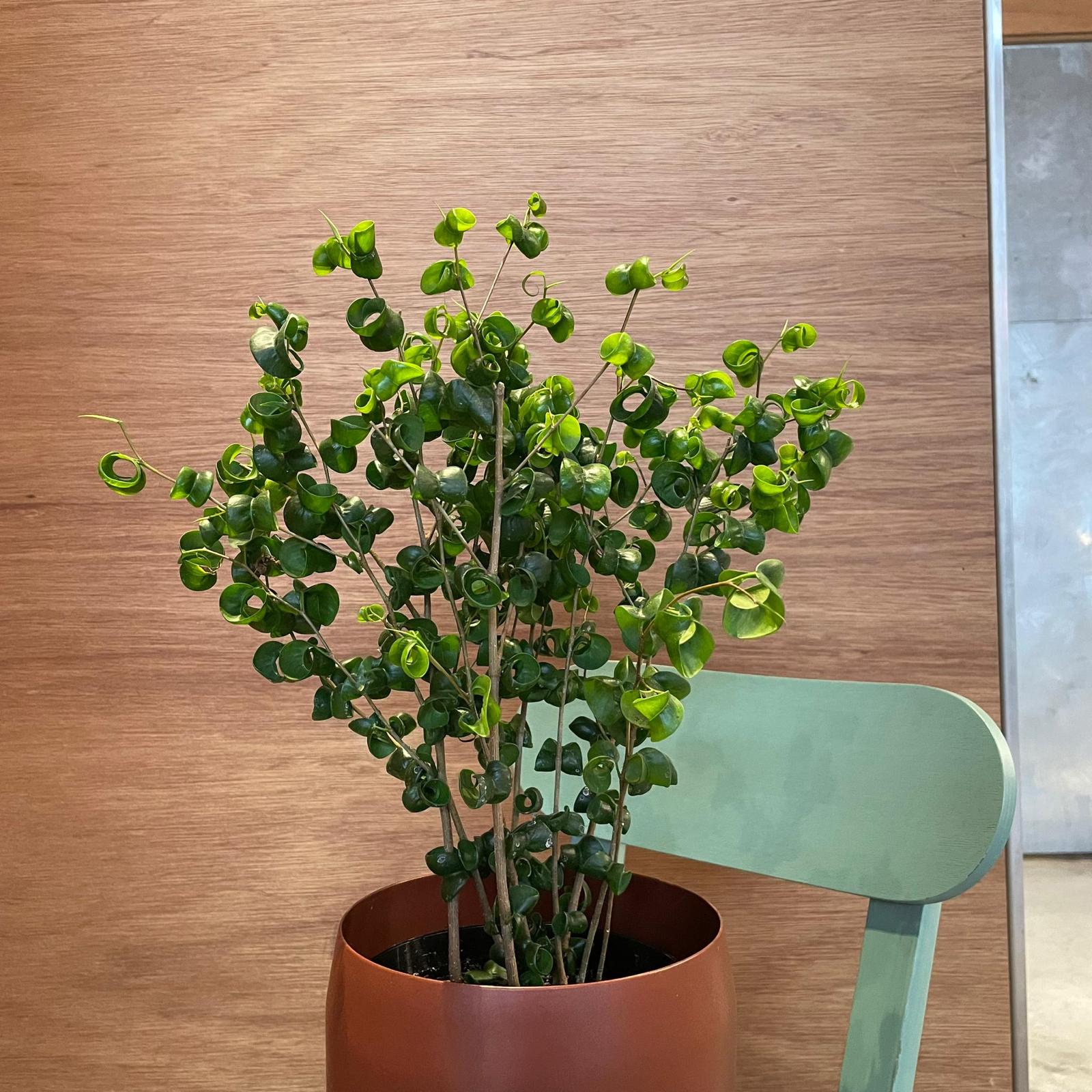 フィカス ベンジャミン バロック I インドアプランツ I プラントソサエティトーキョーオンライン – THE PLANT SOCIETY TOKYO