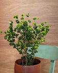 Ficus benjamina barok フィカス ベンジャミン バロック