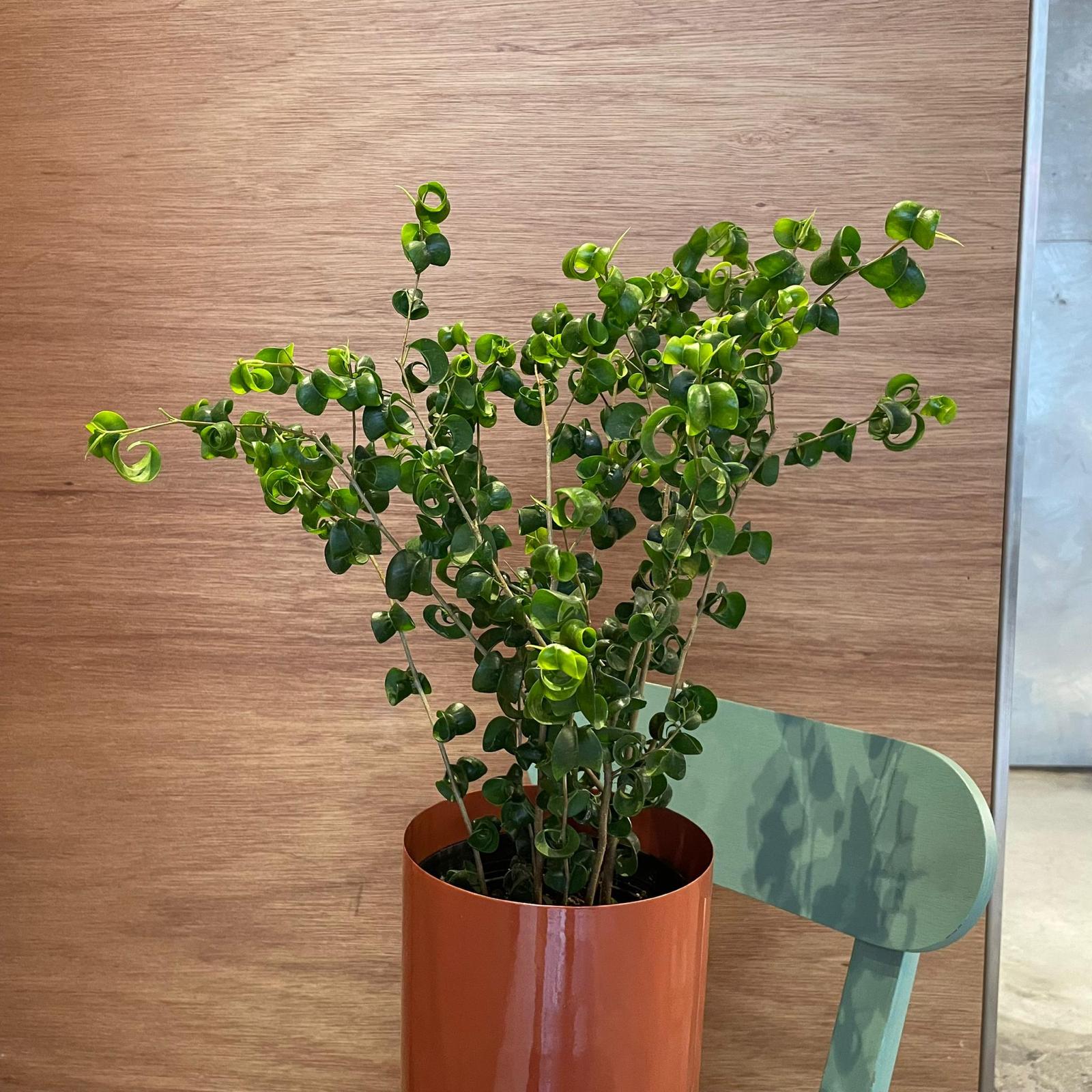 Ficus benjamina barok フィカス ベンジャミン バロック