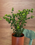 Ficus benjamina barok フィカス ベンジャミン バロック