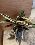 Calathea Stromanthe Triostar  カラテア ストロマンテ トリオスター