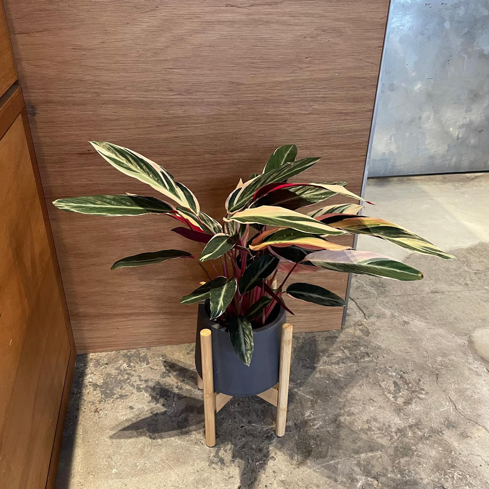 Calathea Stromanthe Triostar  カラテア ストロマンテ トリオスター