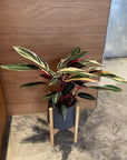 Calathea Stromanthe Triostar  カラテア ストロマンテ トリオスター