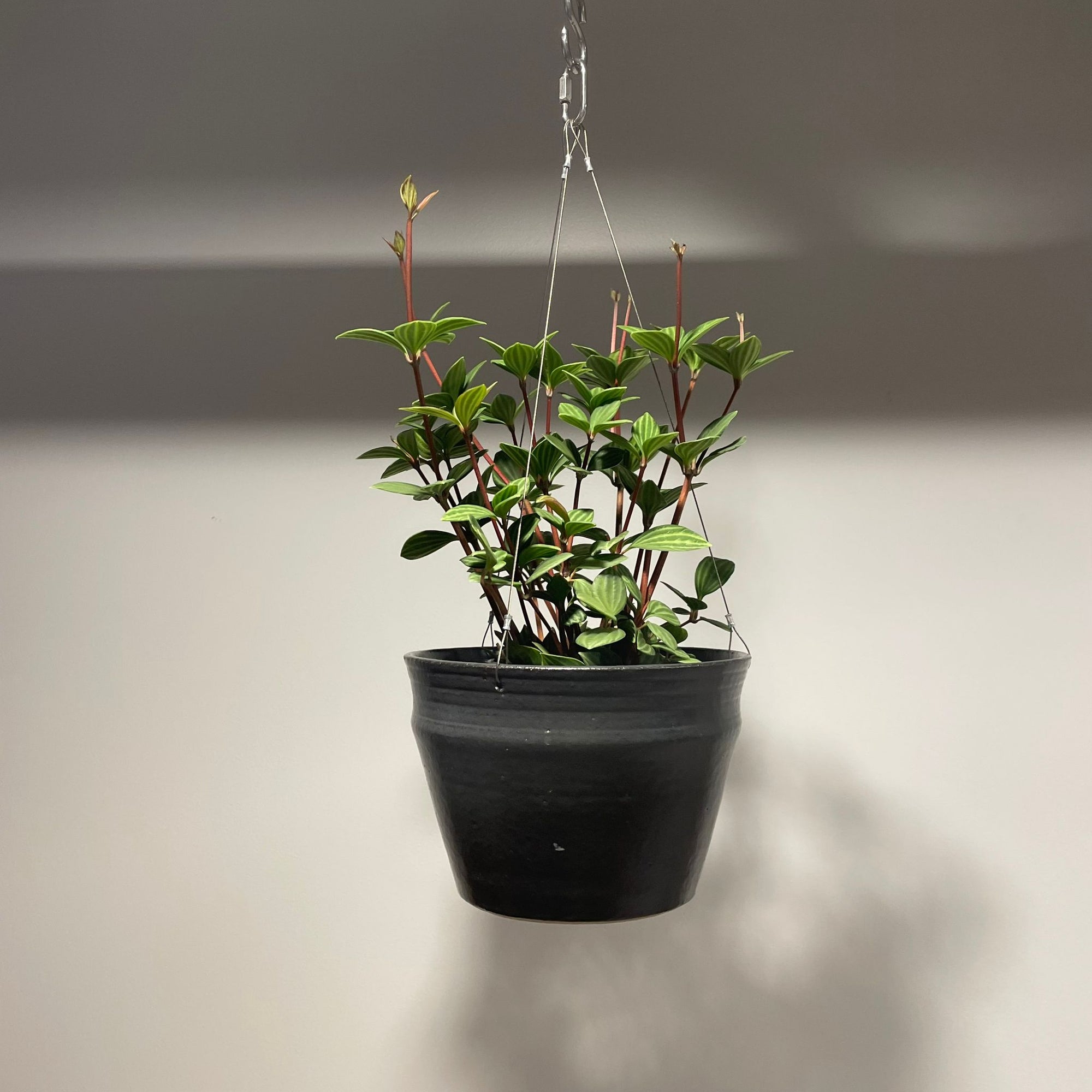 Peperomia pteolata  ペペロミア プテオラータ