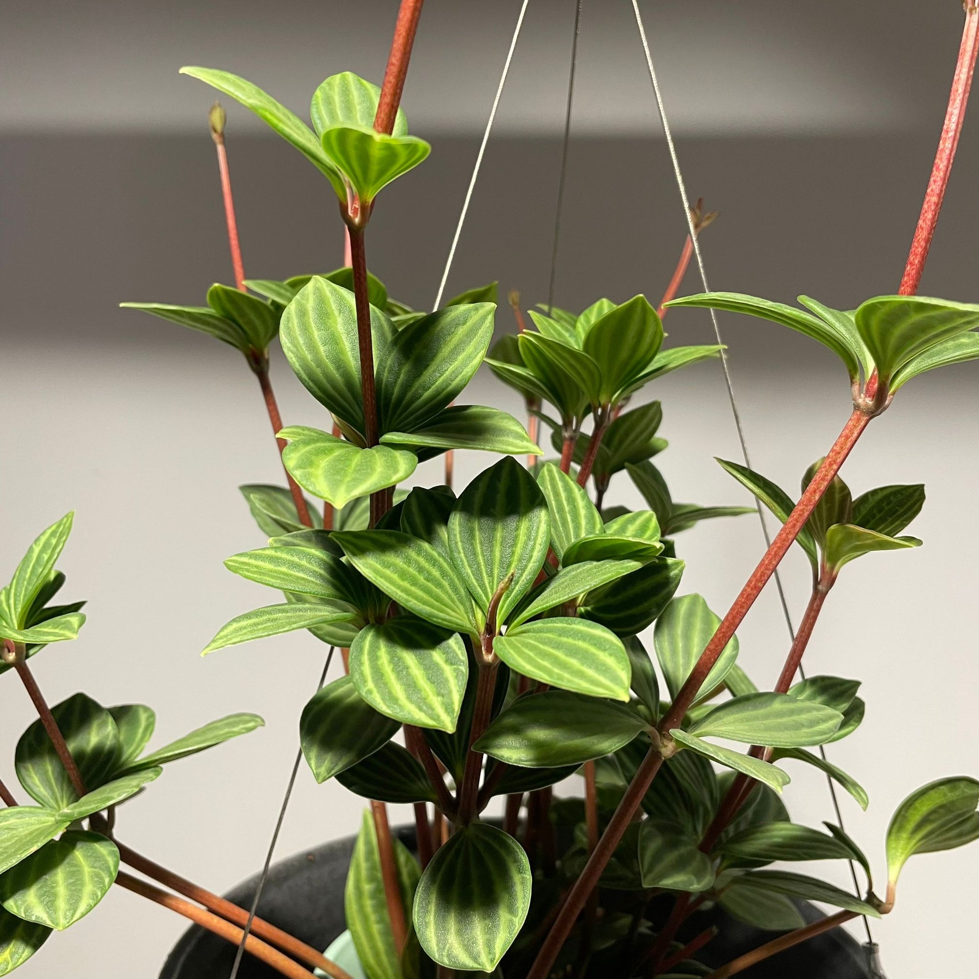 Peperomia pteolata  ペペロミア プテオラータ