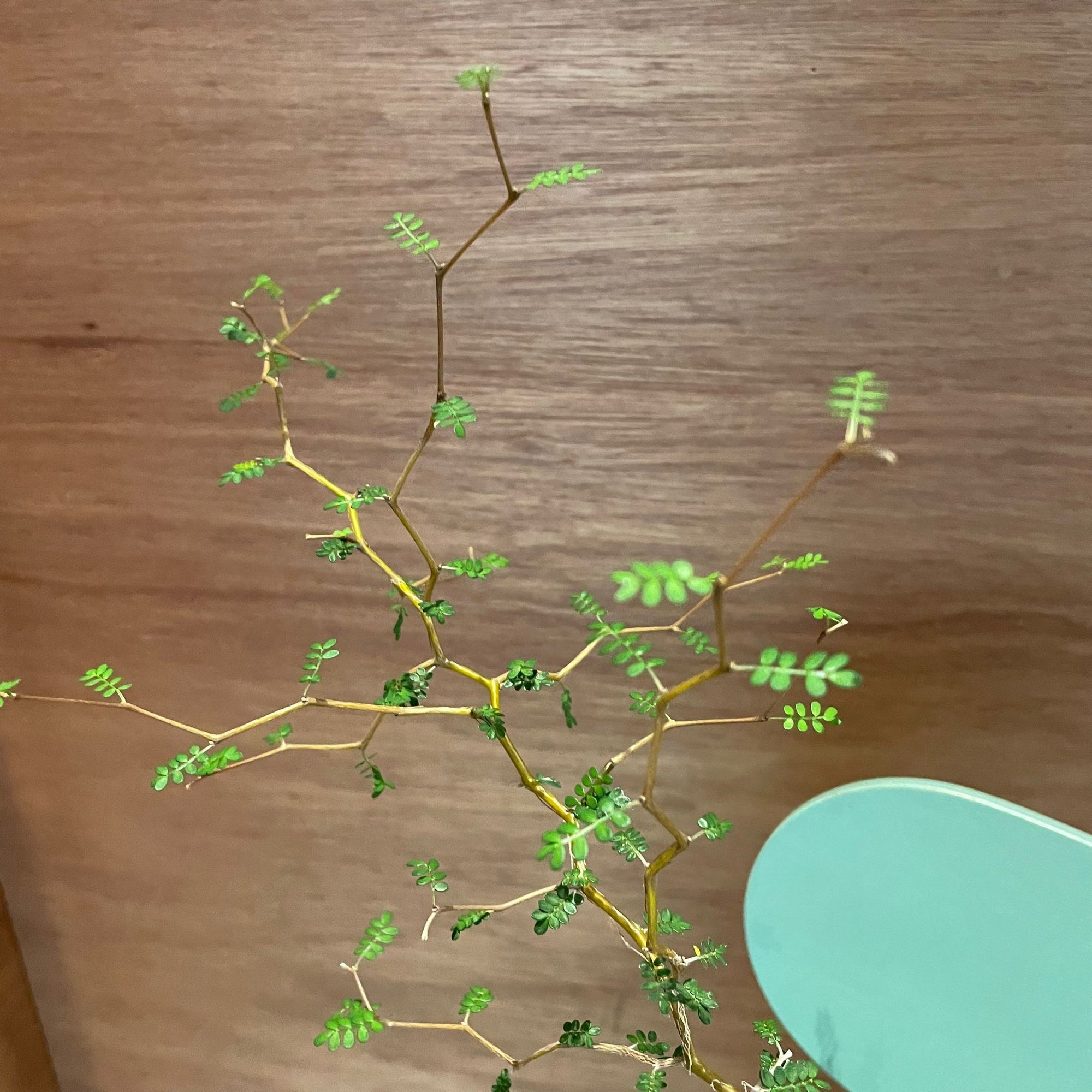 Sophora prostrata ‘Little Baby’　ソフォラ　リトルベイビー