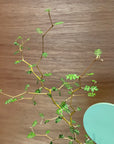 Sophora prostrata ‘Little Baby’　ソフォラ　リトルベイビー