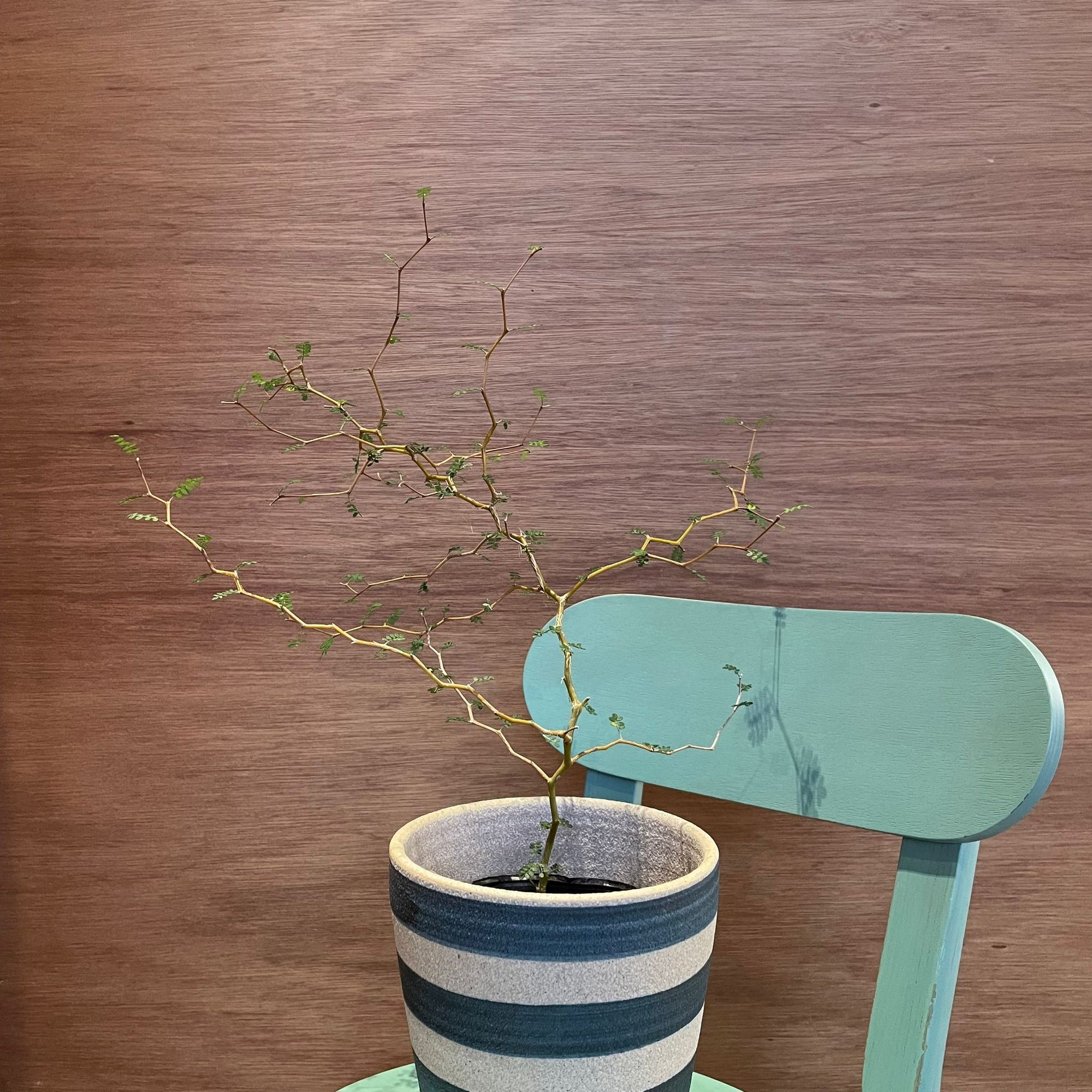 Sophora prostrata ‘Little Baby’　ソフォラ　リトルベイビー