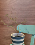 Sophora prostrata ‘Little Baby’　ソフォラ　リトルベイビー