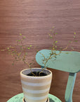 Sophora prostrata ‘Little Baby’　ソフォラ　リトルベイビー