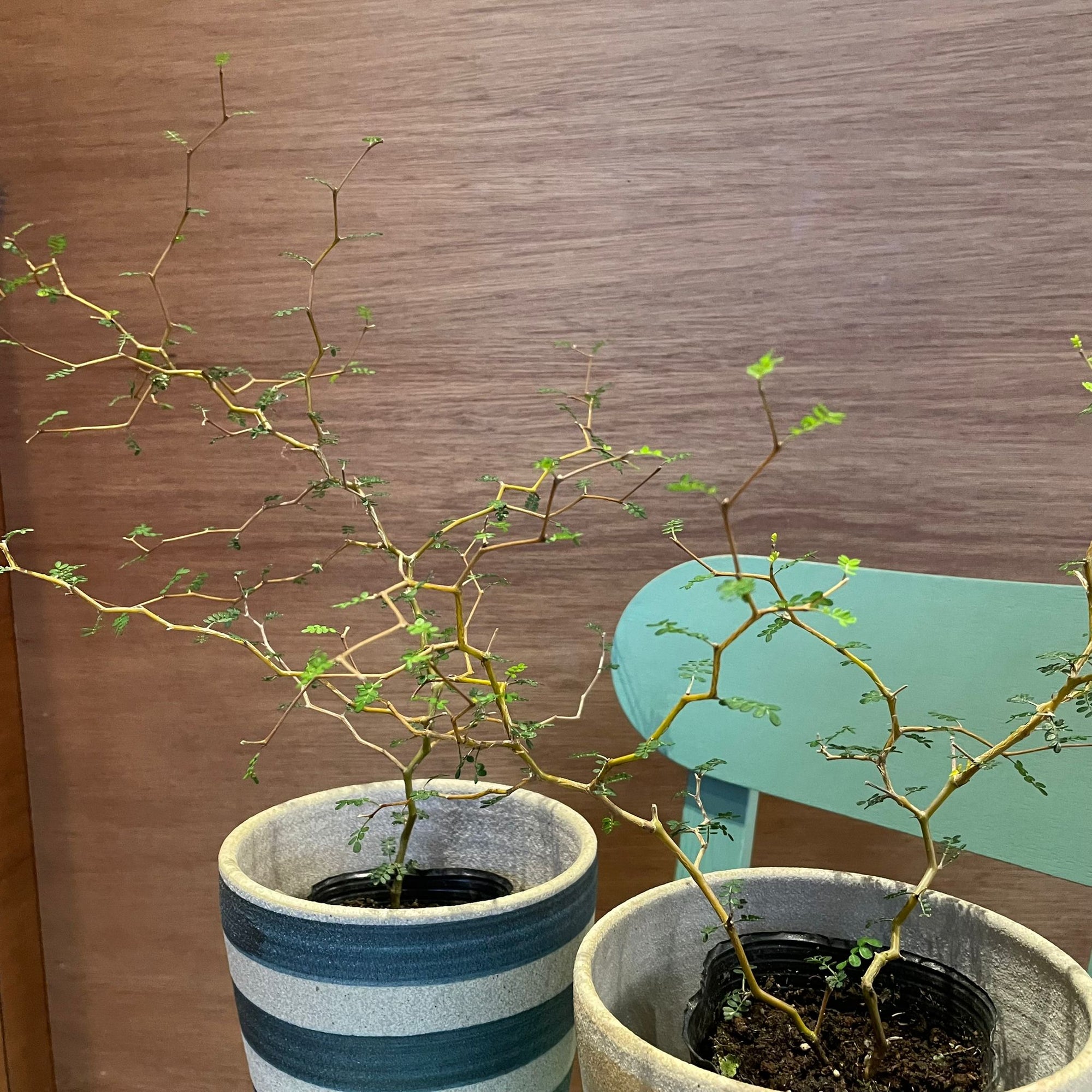 Sophora prostrata ‘Little Baby’　ソフォラ　リトルベイビー