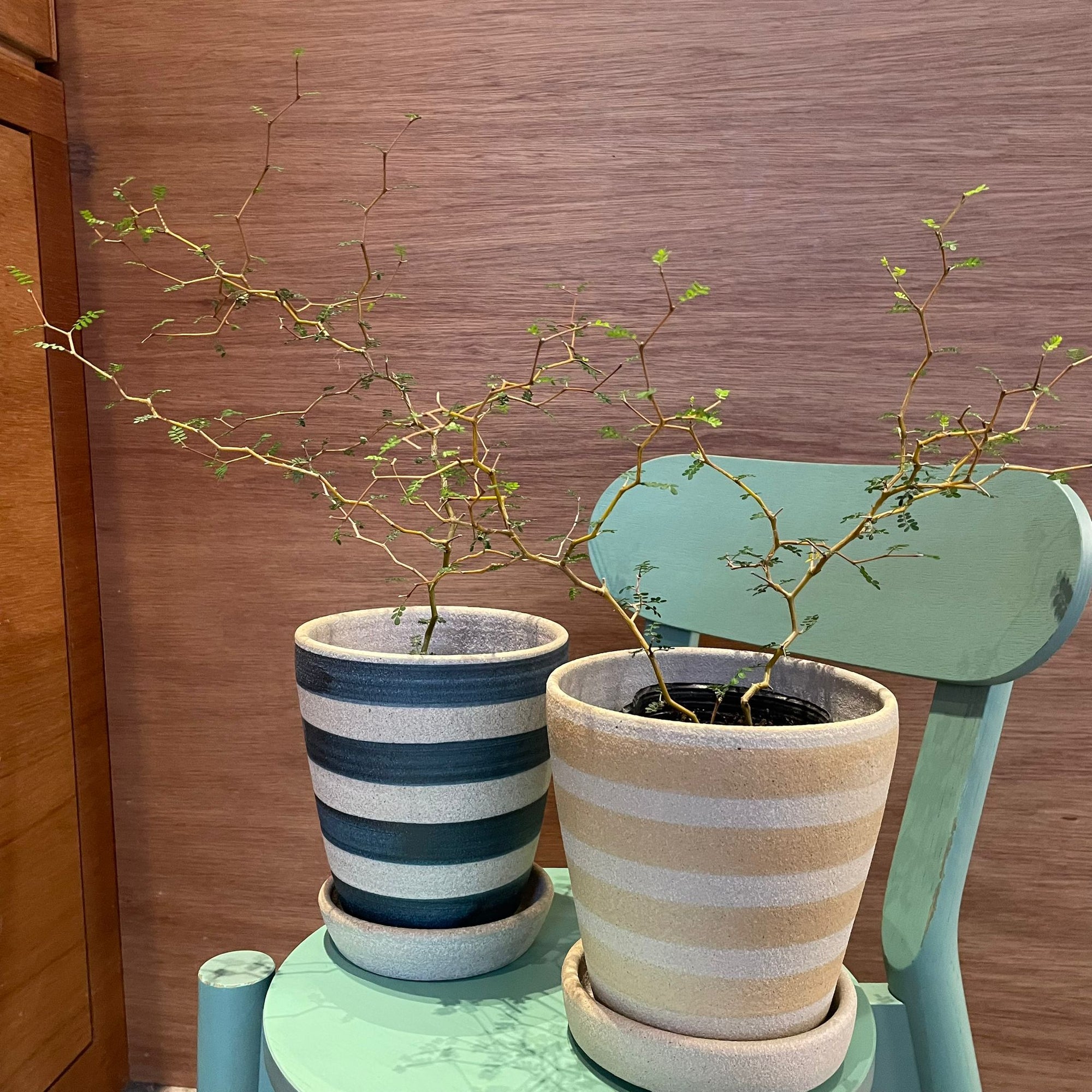 Sophora prostrata ‘Little Baby’　ソフォラ　リトルベイビー