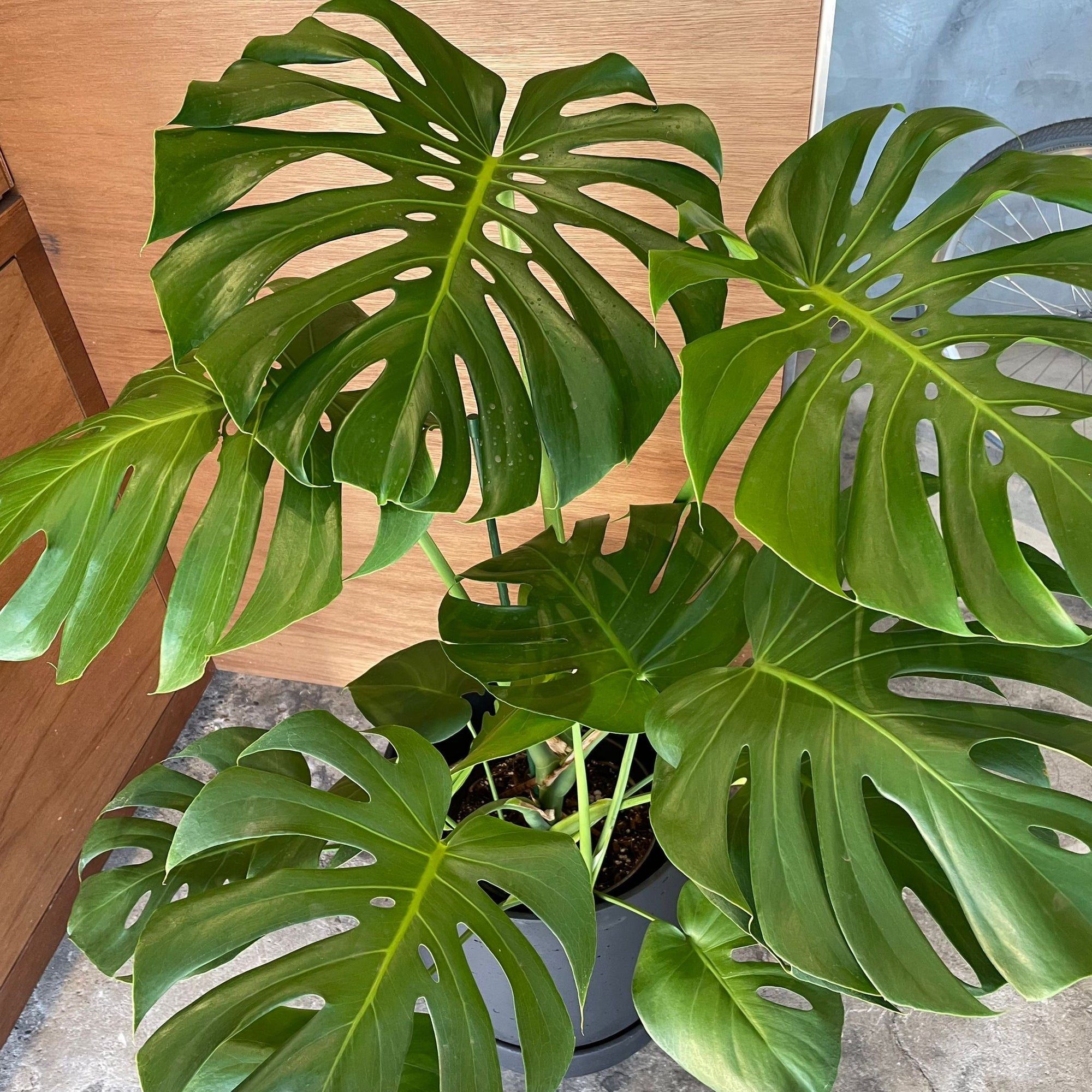 Fruit Salad Plant (Monstera deliciosa)  モンステラ デリシオーサ