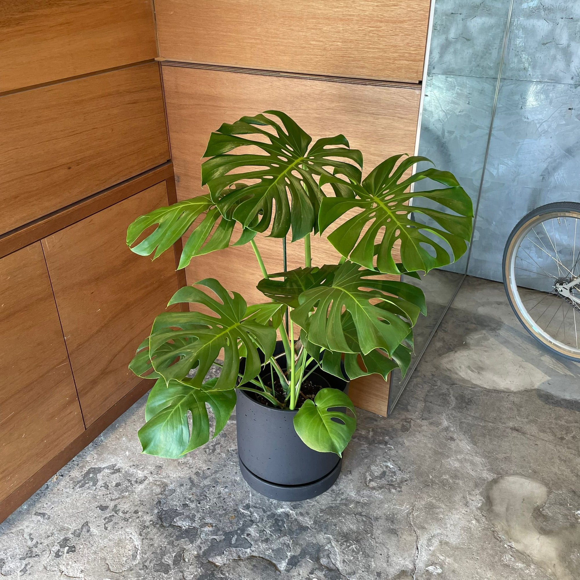 Fruit Salad Plant (Monstera deliciosa)  モンステラ デリシオーサ