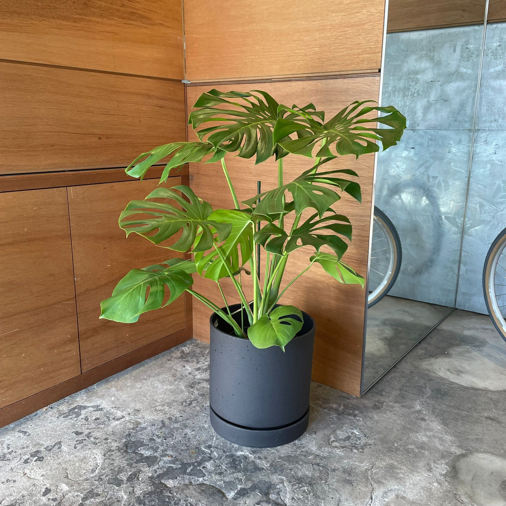 Fruit Salad Plant (Monstera deliciosa)  モンステラ デリシオーサ