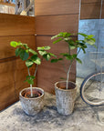 Ficus umbellata　フィカス ウンベラータ