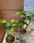 Ficus umbellata　フィカス ウンベラータ