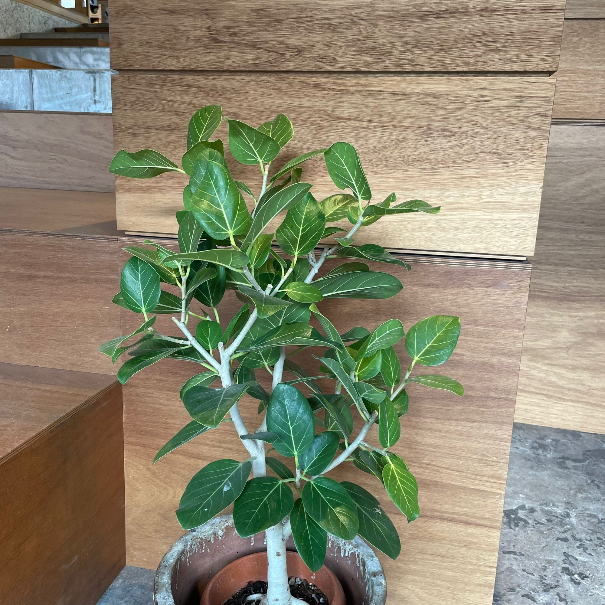 Ficus Audrey (Ficus benghalensis) フィカス  ベンガレンシス