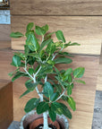 Ficus Audrey (Ficus benghalensis) フィカス  ベンガレンシス