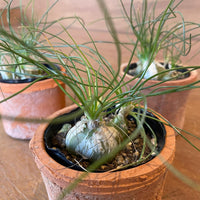 Albuca humilis アルブカ フミリス – THE PLANT SOCIETY TOKYO